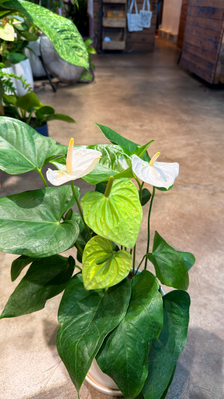 anthurium delivered Oahu Local Delivery/ Pickup Only Anthurium White w/ a ceramic pot – Plantoem