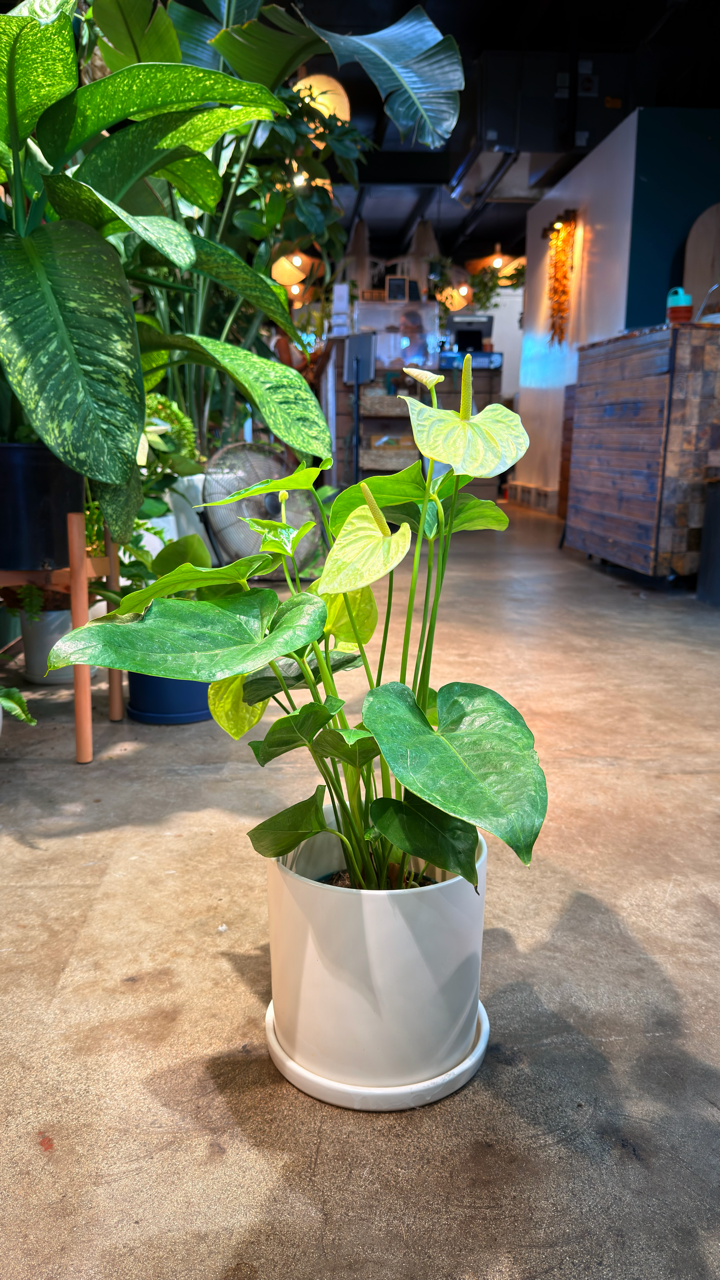Oahu Local Delivery/ Pickup Only Anthurium White w/ a ceramic pot