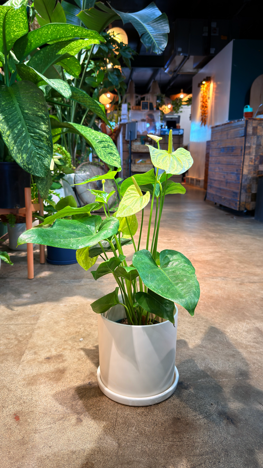 Oahu Local Delivery/ Pickup Only Anthurium White w/ a ceramic pot