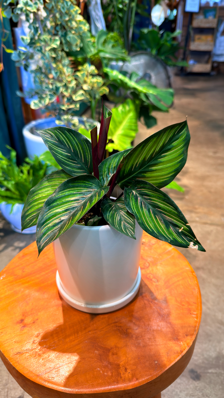 Oahu Delivery n Pickup Only - Prayer Plant 'Beauty Star' w/ ceramic planter