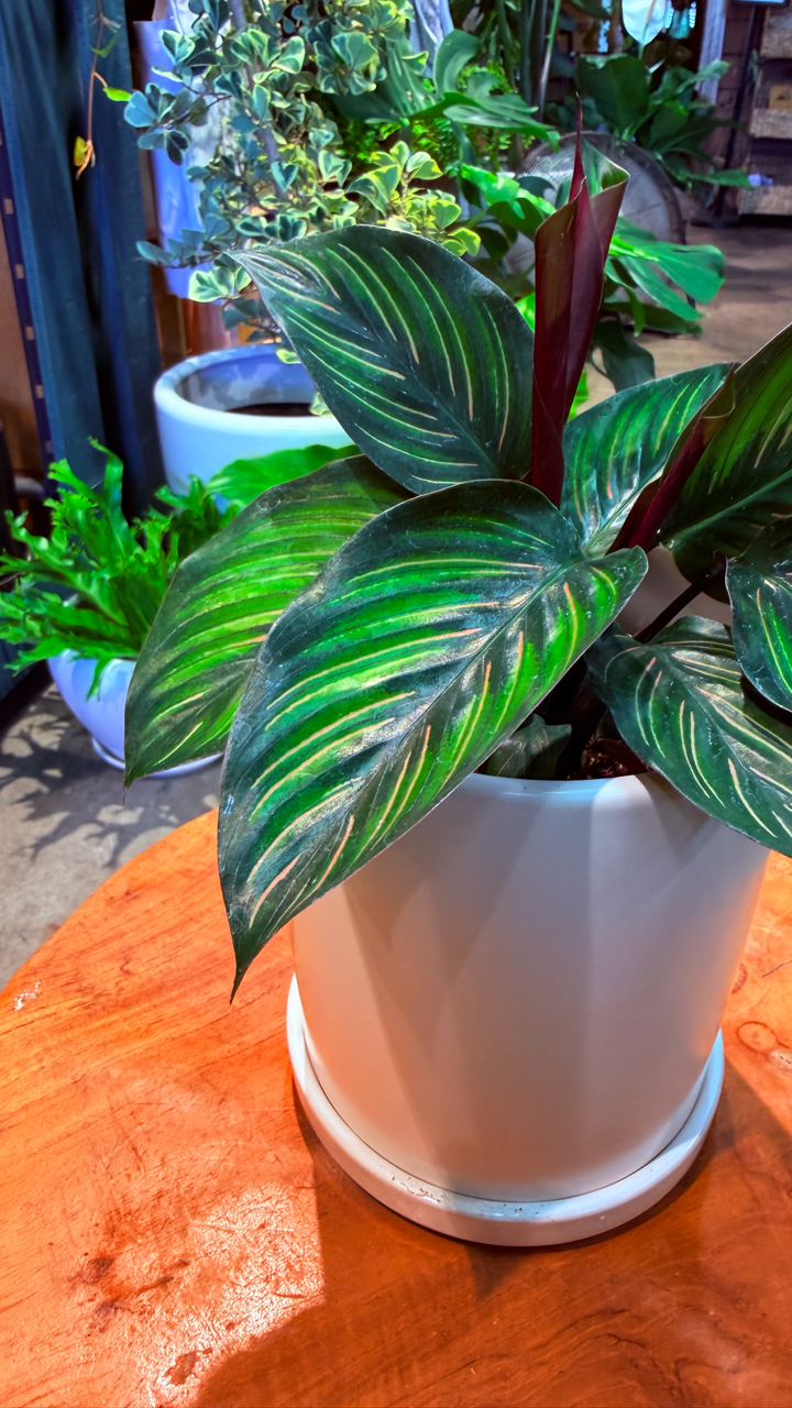 Oahu Delivery n Pickup Only - Prayer Plant 'Beauty Star' w/ ceramic planter