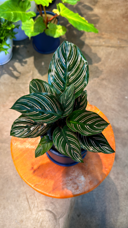 Oahu Pickup n Delivery Only - Prayer Plant 'Ornata' w/ ceramic planter