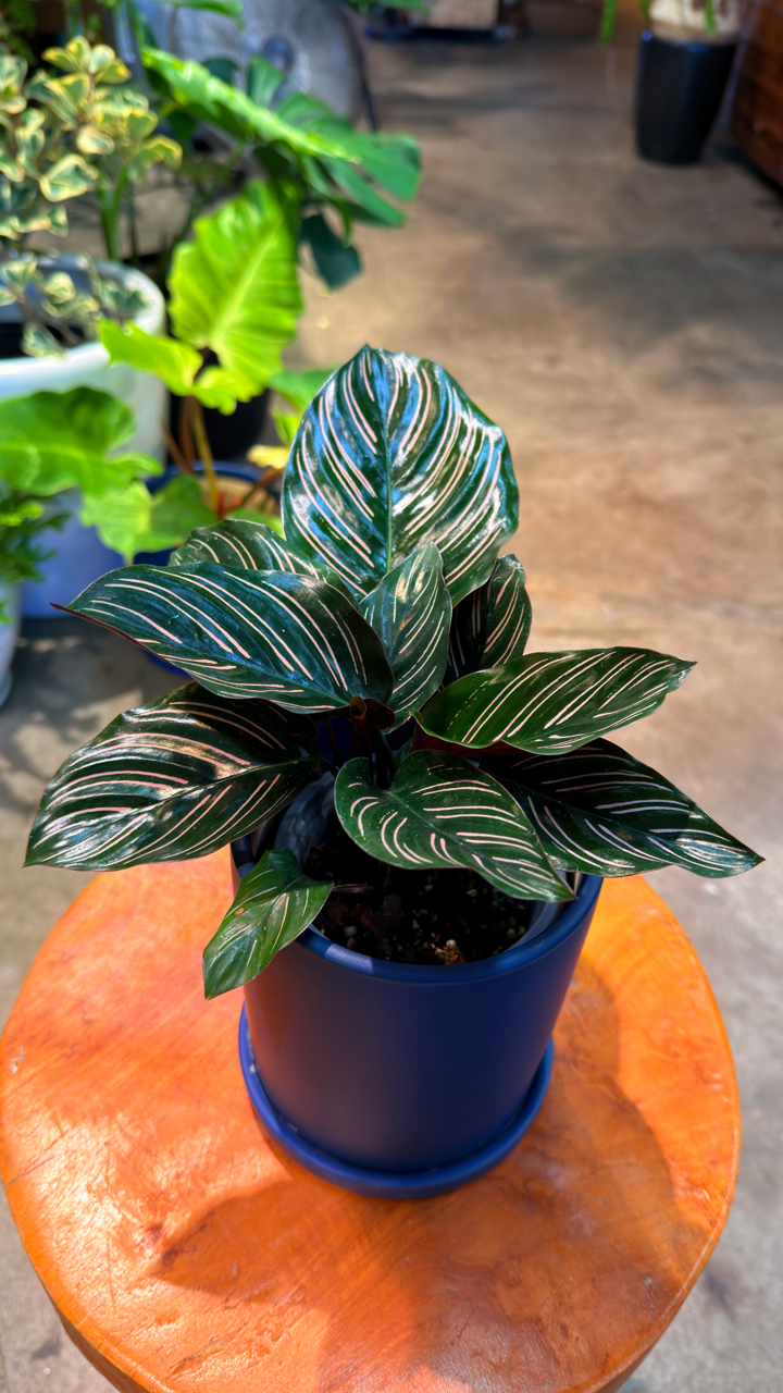 Oahu Pickup n Delivery Only - Prayer Plant 'Ornata' w/ ceramic planter