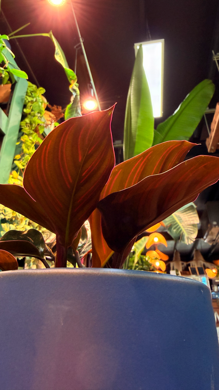 Oahu Pickup n Delivery Only - Prayer Plant 'Ornata' w/ ceramic planter