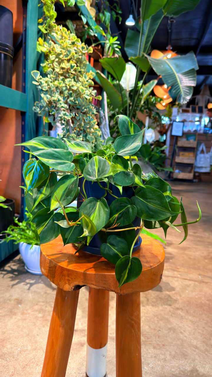 Oahu Pickup/ Delivery Only - Philodendron Heart Leaf w/ ceramic pot