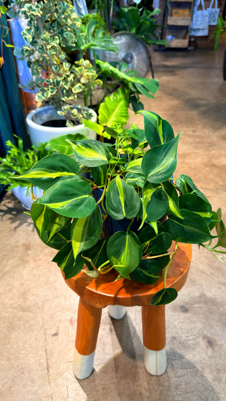 Oahu Pickup/ Delivery Only - Philodendron Heart Leaf w/ ceramic pot