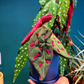 Angel Wing Begonia Plushie