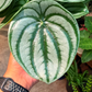 Oahu Delivery/Pickup Only Watermelon Peperomia w/ ceramic pot