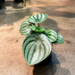 Oahu Delivery/Pickup Only Watermelon Peperomia w/ ceramic pot