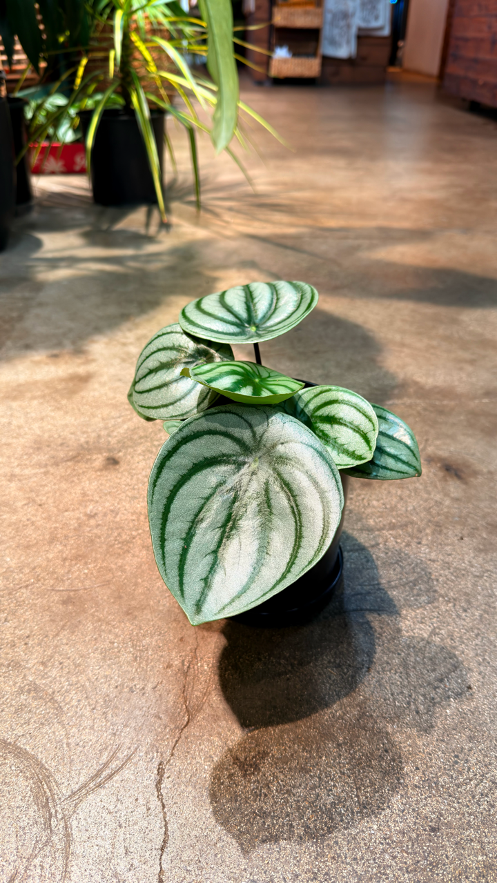 Oahu Delivery/Pickup Only Watermelon Peperomia w/ ceramic pot