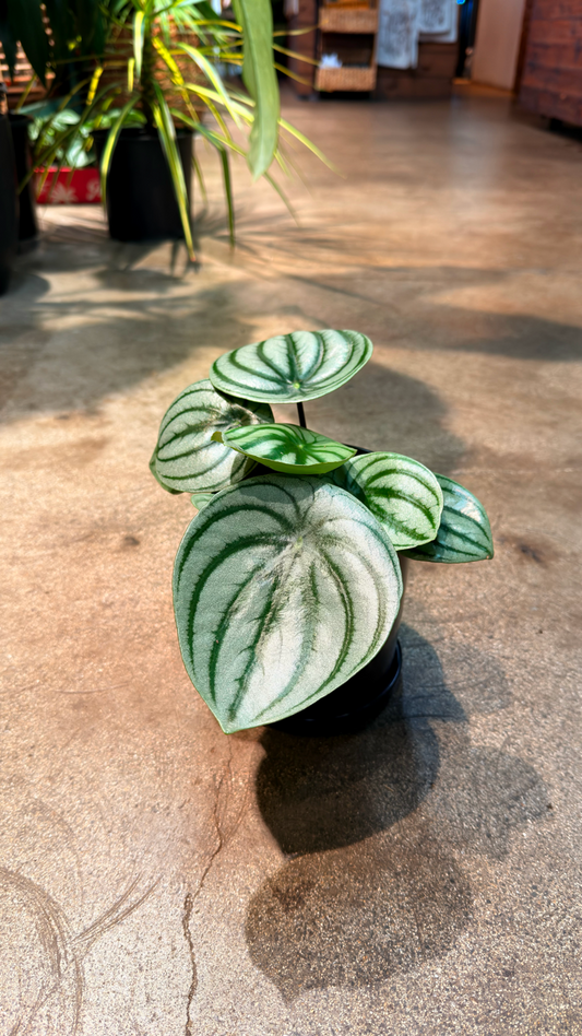 Oahu Delivery/Pickup Only Watermelon Peperomia w/ ceramic pot