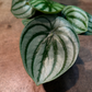 Oahu Delivery/Pickup Only Watermelon Peperomia w/ ceramic pot