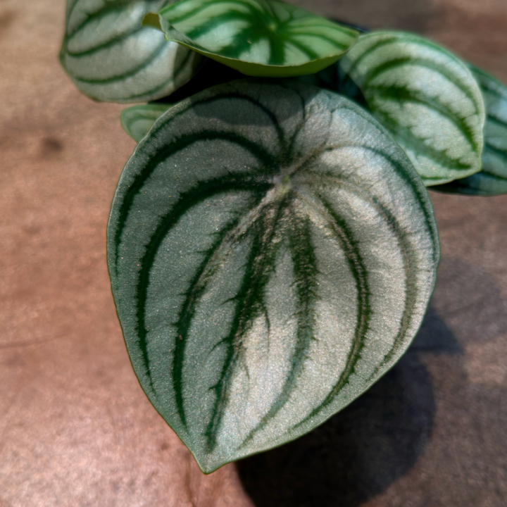 Oahu Delivery/Pickup Only Watermelon Peperomia w/ ceramic pot