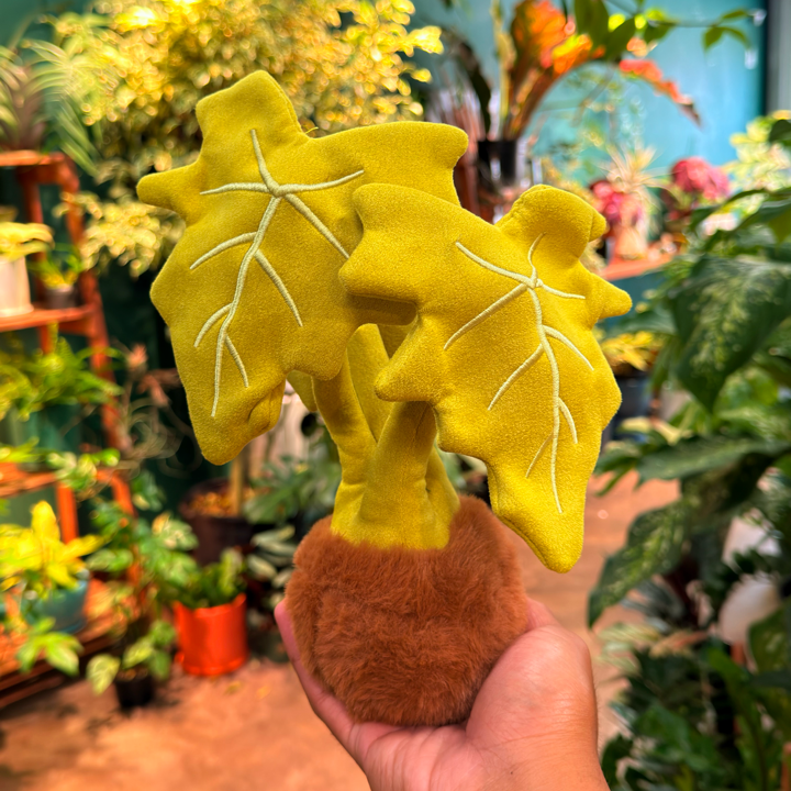 Philodendron Plushie