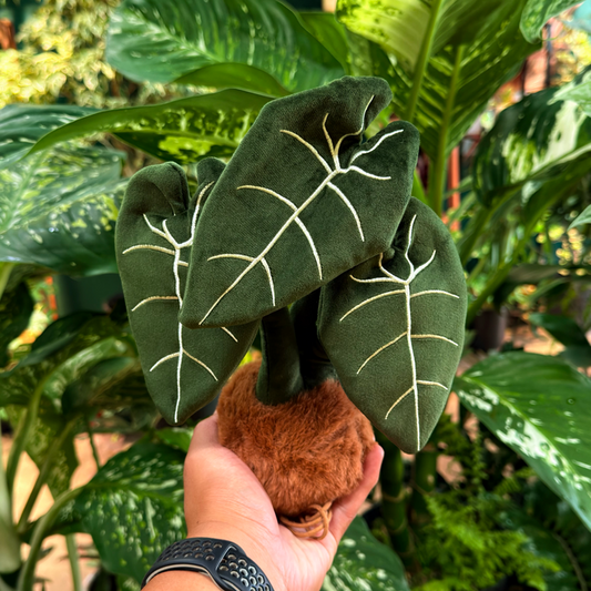 Alocasia Frydek Plushie