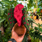 Angel Wing Begonia Plushie