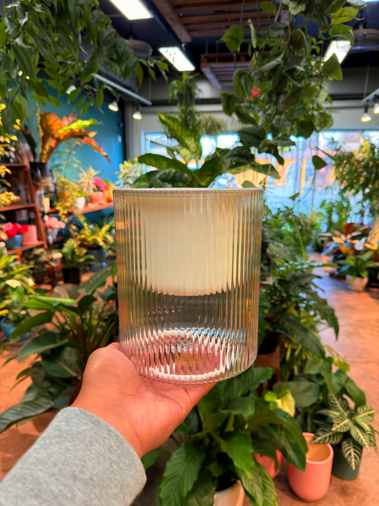 Self Watering Pot *6 inch.*