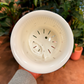 Self Watering Pot *6 inch.*