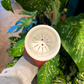 Self Watering Pot *4 inch.*