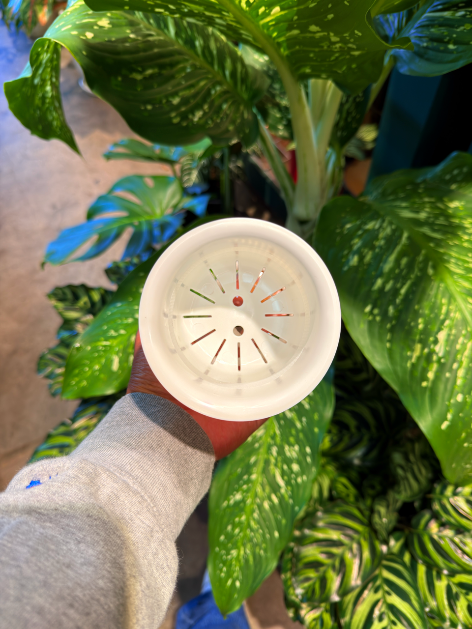Self Watering Pot *4 inch.*