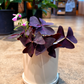 Oahu Delivery n Pickup Only Oxalis Triangularis w/ Ceramic Pot