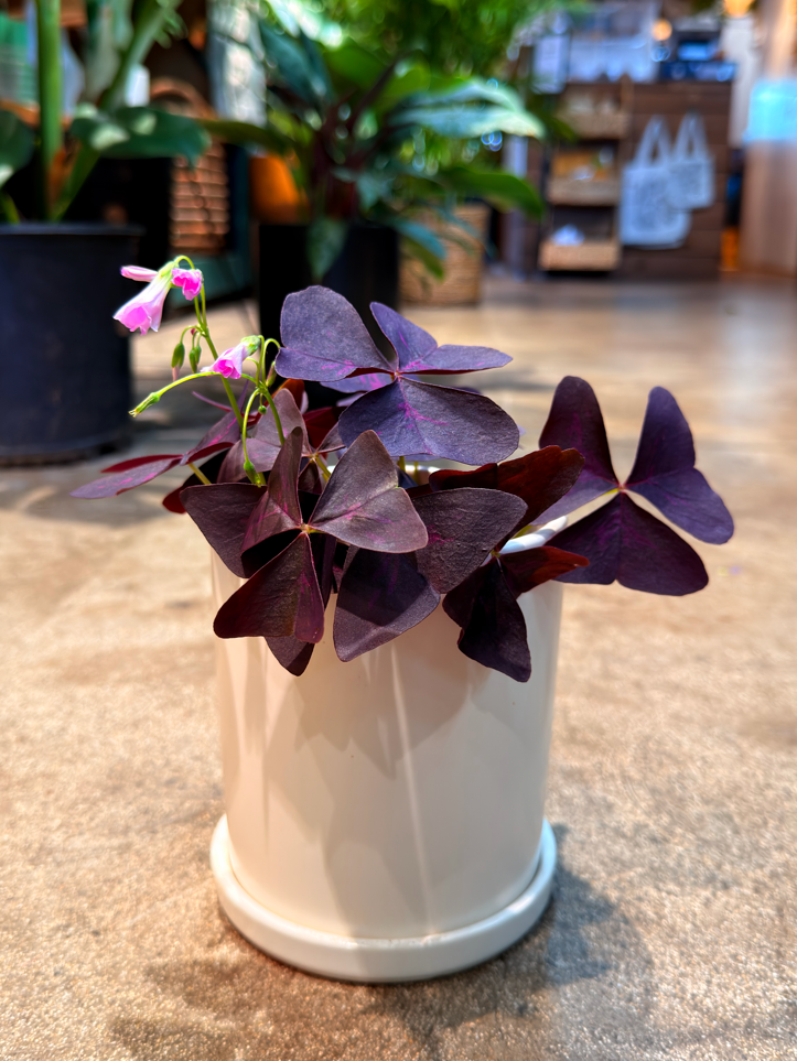Oahu Delivery n Pickup Only Oxalis Triangularis w/ Ceramic Pot