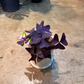 Oahu Delivery n Pickup Only Oxalis Triangularis w/ Ceramic Pot