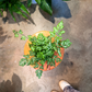 Oahu Delivery n Pickup Only - Silver Lace Fern w/ Ceramic Pot