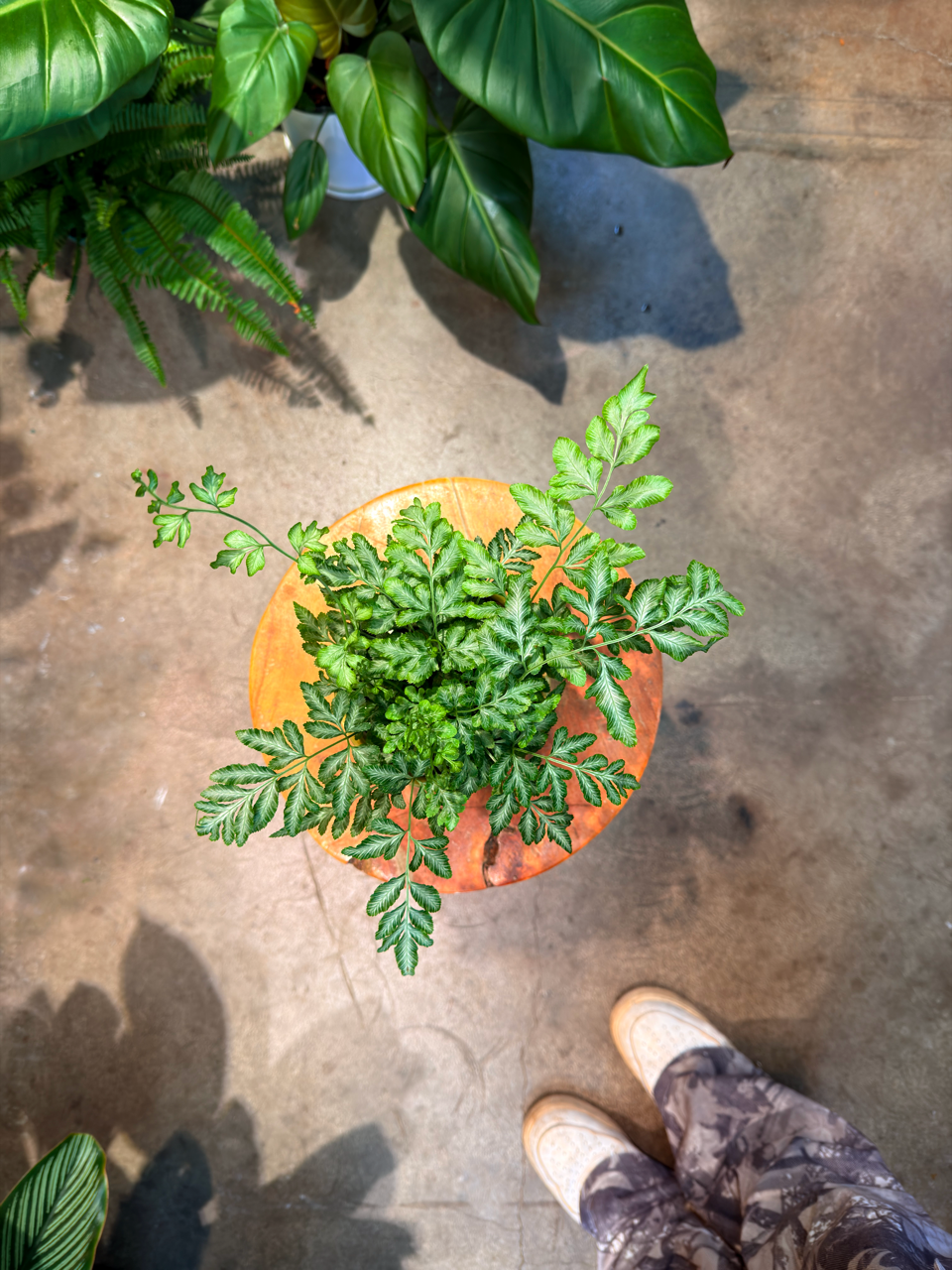 Oahu Delivery n Pickup Only - Silver Lace Fern w/ Ceramic Pot
