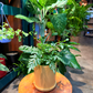 Oahu Delivery n Pickup Only - Silver Lace Fern w/ Ceramic Pot