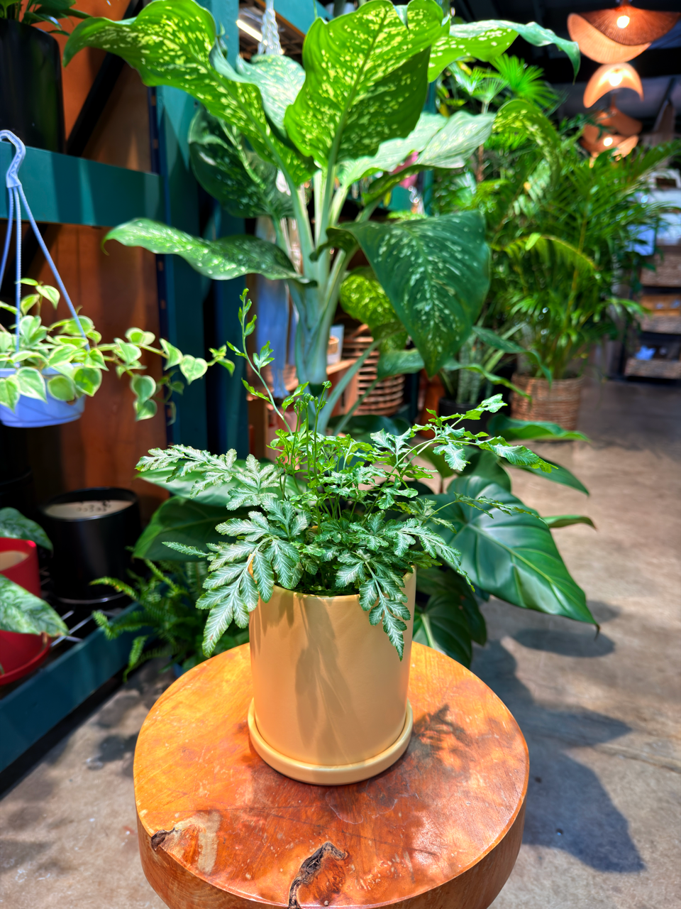 Oahu Delivery n Pickup Only - Silver Lace Fern w/ Ceramic Pot
