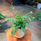Oahu Delivery n Pickup Only - Silver Lace Fern w/ Ceramic Pot