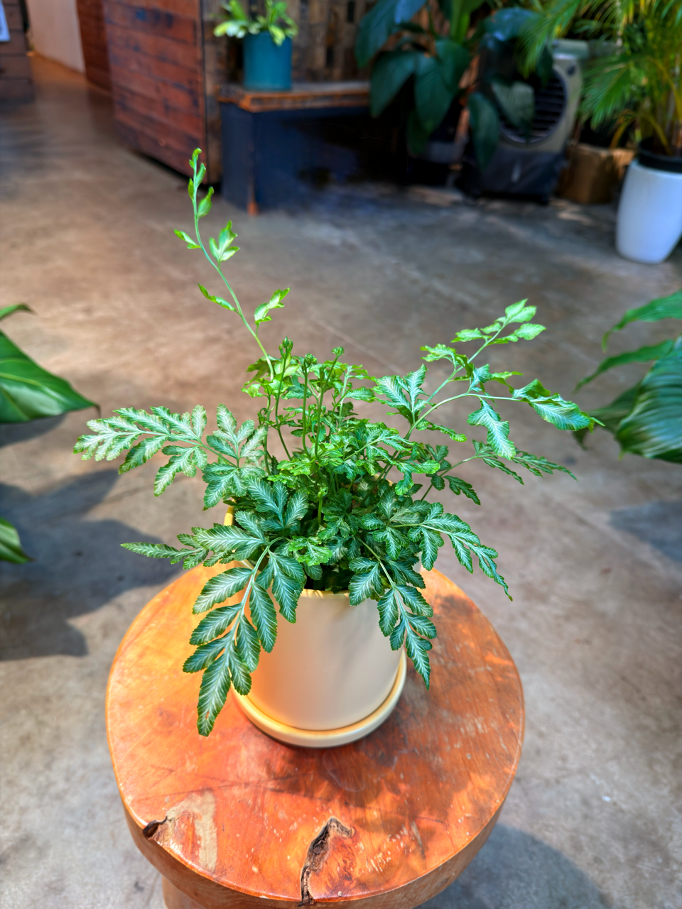 Oahu Delivery n Pickup Only - Silver Lace Fern w/ Ceramic Pot