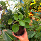 Oahu Delivery n Pickup Only - Pilea Peperomioides w/ ceramic pot