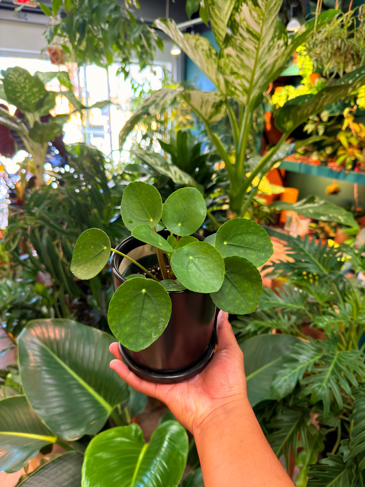 Oahu Delivery n Pickup Only - Pilea Peperomioides w/ ceramic pot