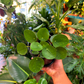 Oahu Delivery n Pickup Only - Pilea Peperomioides w/ ceramic pot