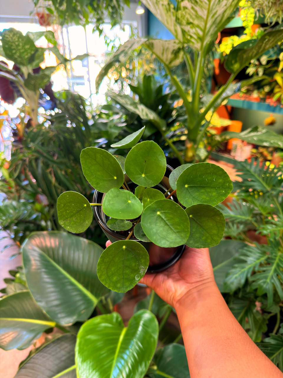 Oahu Delivery n Pickup Only - Pilea Peperomioides w/ ceramic pot