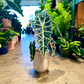 Oahu Delivery n Pickup  Only - Alocasia Amazonica in 1 gallon ceramic planter