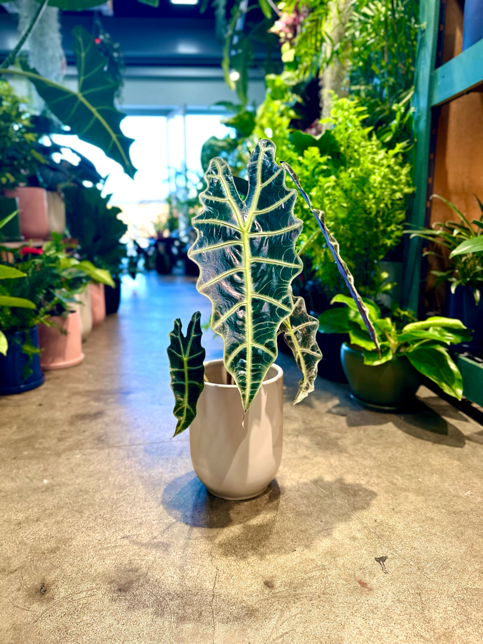 Oahu Delivery n Pickup  Only - Alocasia Amazonica in 1 gallon ceramic planter