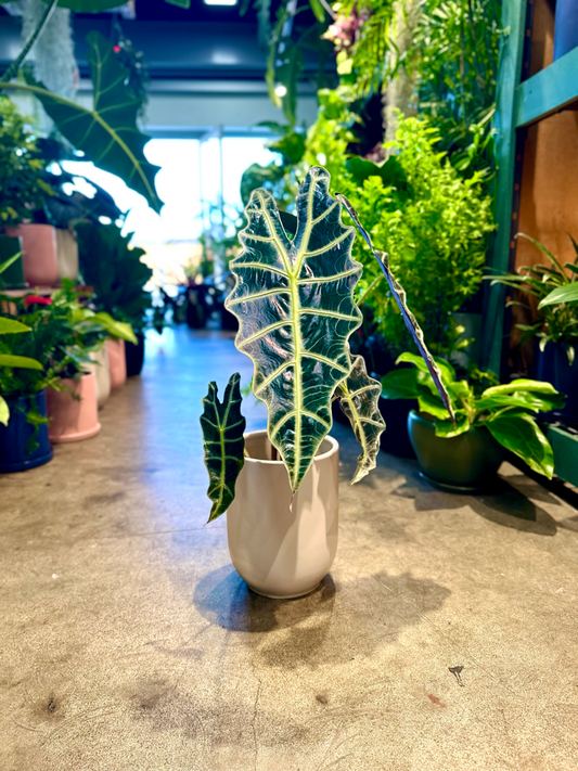 Oahu Delivery n Pickup  Only - Alocasia Amazonica in 1 gallon ceramic planter