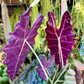 Oahu Delivery n Pickup  Only - Alocasia Amazonica in 1 gallon ceramic planter
