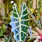 Oahu Delivery n Pickup  Only - Alocasia Amazonica in 1 gallon ceramic planter
