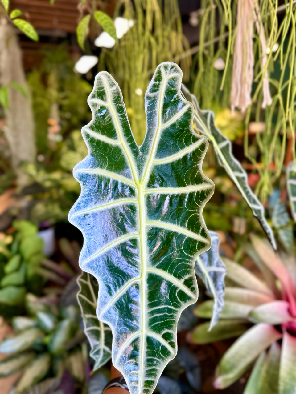 Oahu Delivery n Pickup  Only - Alocasia Amazonica in 1 gallon ceramic planter