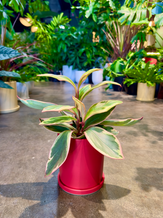 Oahu Delivery n Pick Up Only - Pepperomia Ginny in 4" ceramic planter
