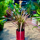Oahu Delivery n Pickup Only - Dracaena Marginata in 6" ceramic planter