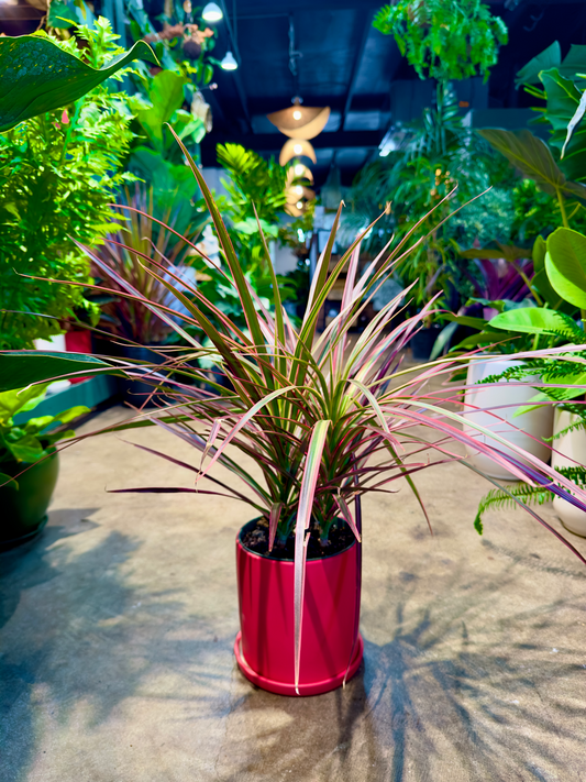 Oahu Delivery n Pickup Only - Dracaena Marginata in 6" ceramic planter