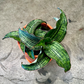 Oahu Delivery n Pickup Only - Sanseveria Cleopatra in 4in. ceramic planter