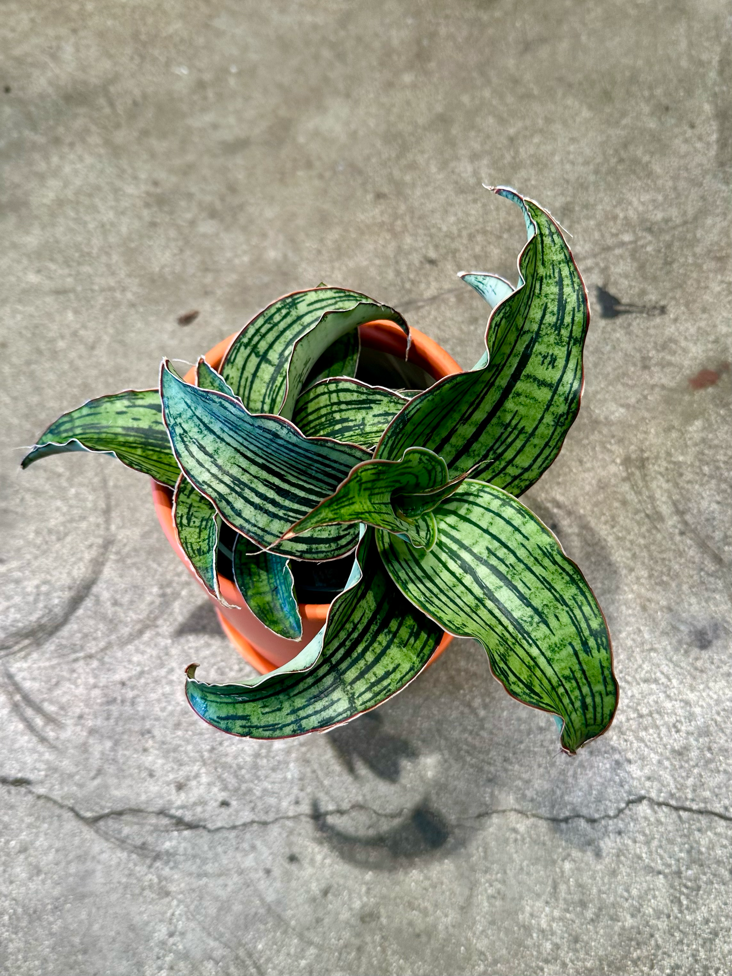 Oahu Delivery n Pickup Only - Sanseveria Cleopatra in 4in. ceramic planter