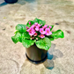 Oahu Delivery n Pickup Only - African Violet in 4in. ceramic planter