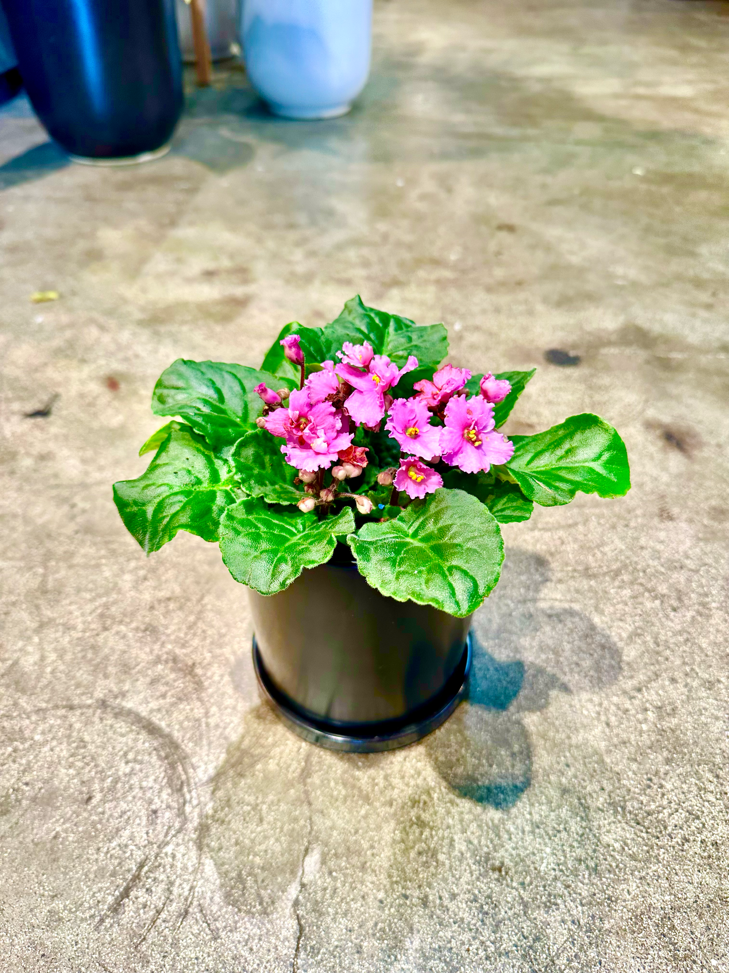 Oahu Delivery n Pickup Only - African Violet in 4in. ceramic planter